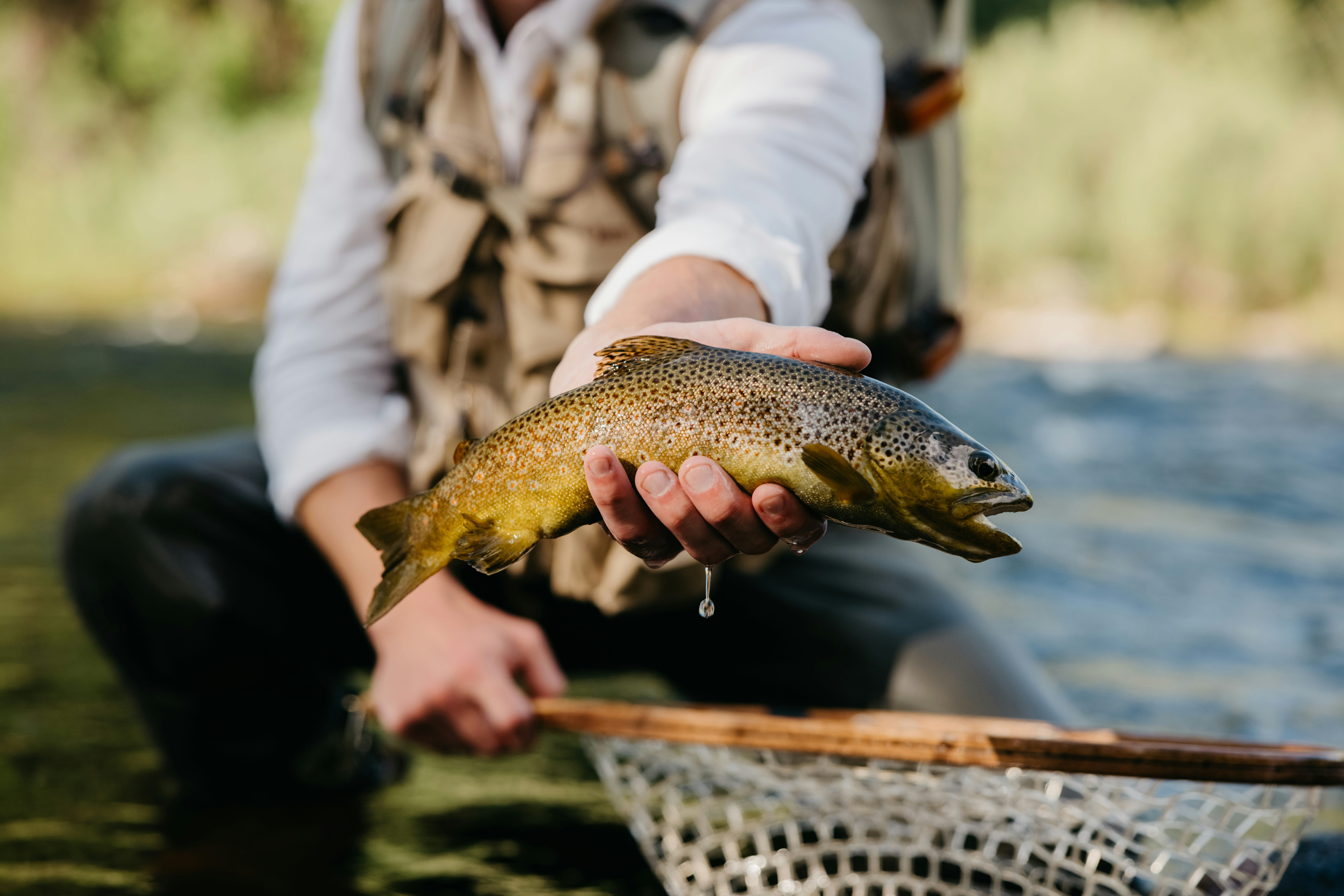 Man folding a trout on the arkansas river.