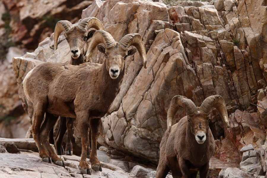 Three big horn sheep stand on a rock formation