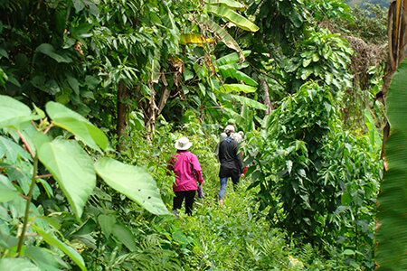 Walking to Tutumberos