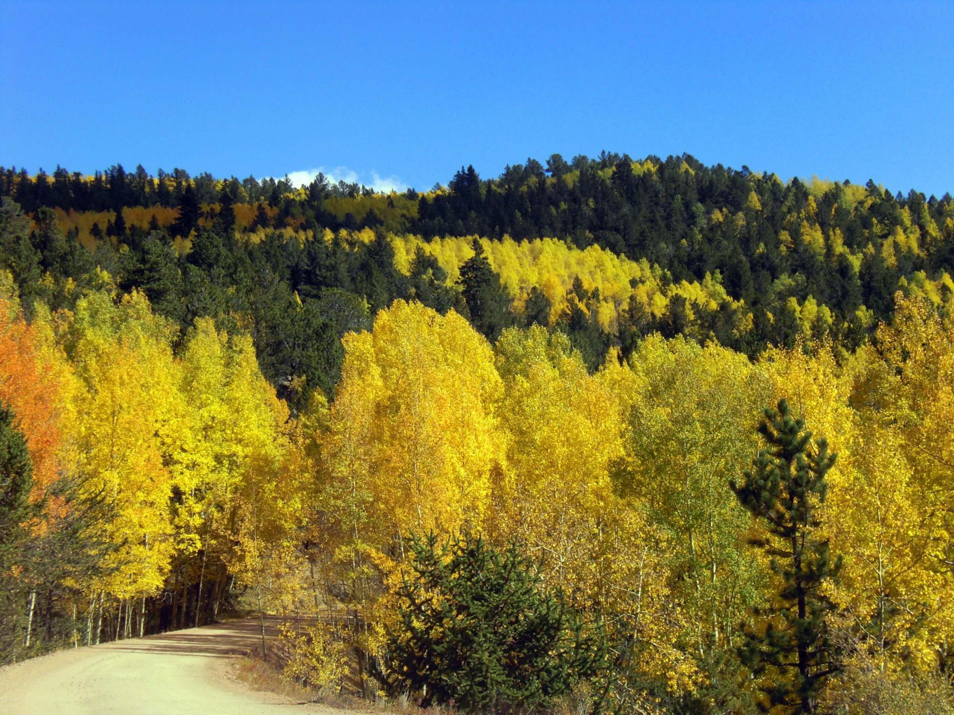 Aspen Trees - White Water Rafting Colorado - Wilderness Aware Rafting