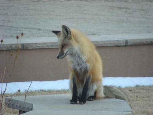 A Friendly Fox